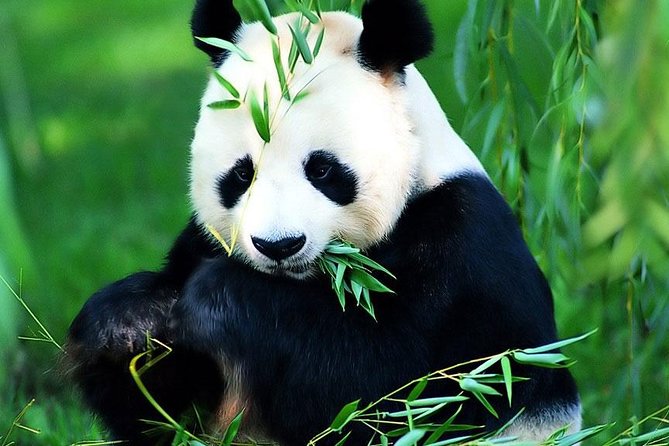 Beijing Historical Tour II including Summer Palace, Lama Temple & Panda Garden - Starting from your Beijing hotel
