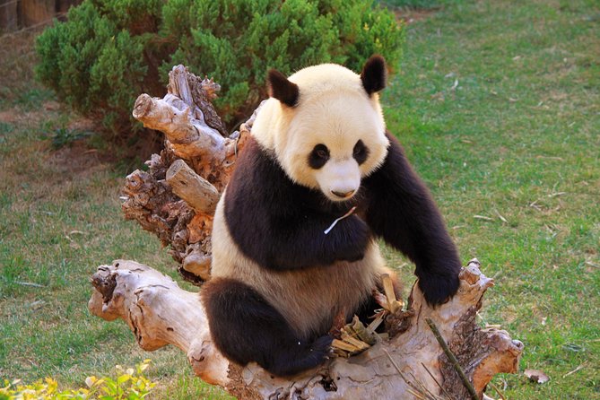 Beijing Private Tour to Temple of Heaven, Panda House and Summer Palace - Starting with pandas at the Panda House