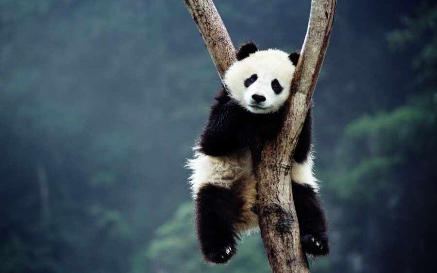 Beijing: Temple of Heaven, Panda House & Summer Palace Tour - Should you book it?