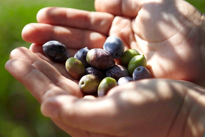 Bio Farm Private Olive Oil Tasting, Farm to Fork Meal & Temple of Poseidon Tour - Why the private vehicle matters