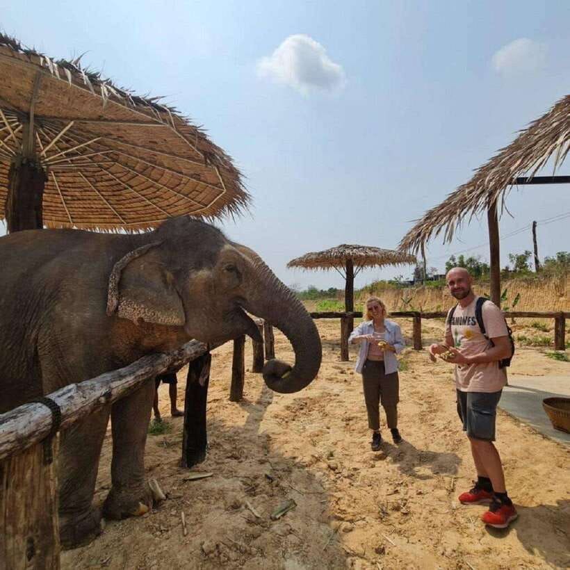 Cambodia Elephant Sanctuary and Banteay Srey Temple Tour - The best order for your day