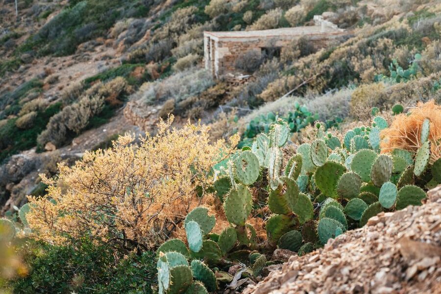 Cape Sounion & Temple of Poseidon: Small Group Tour - Anavyssos beach time from May through October
