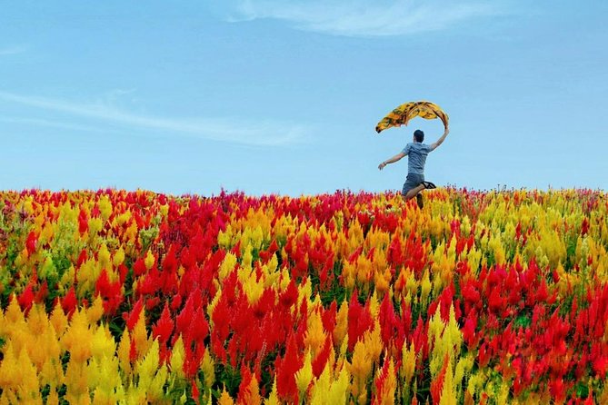 Cebu: Private Twin City Tour +Temple of Leah + Sirao Flower Farm - Sirao Flower Garden, Cebu’s Little Netherlands