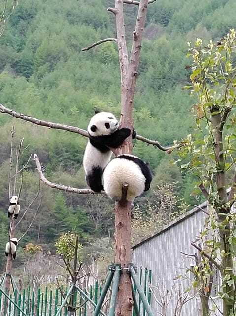 Chengdu: Giant Panda and Leshan Buddha Day Trip - Meeting the 71-meter Leshan Buddha