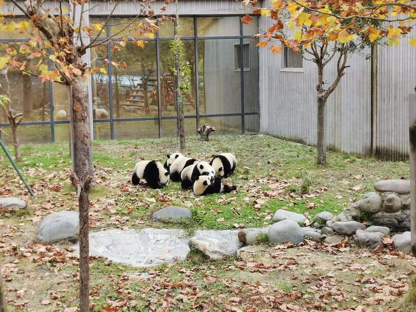 Chengdu: Giant Panda and Leshan Buddha Day Trip - Lingyun Temple and local beliefs