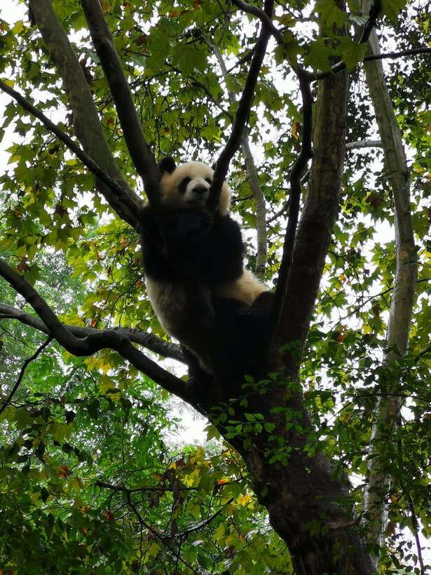 Chengdu: Giant Panda and Leshan Buddha Day Trip - What the $109 price really covers