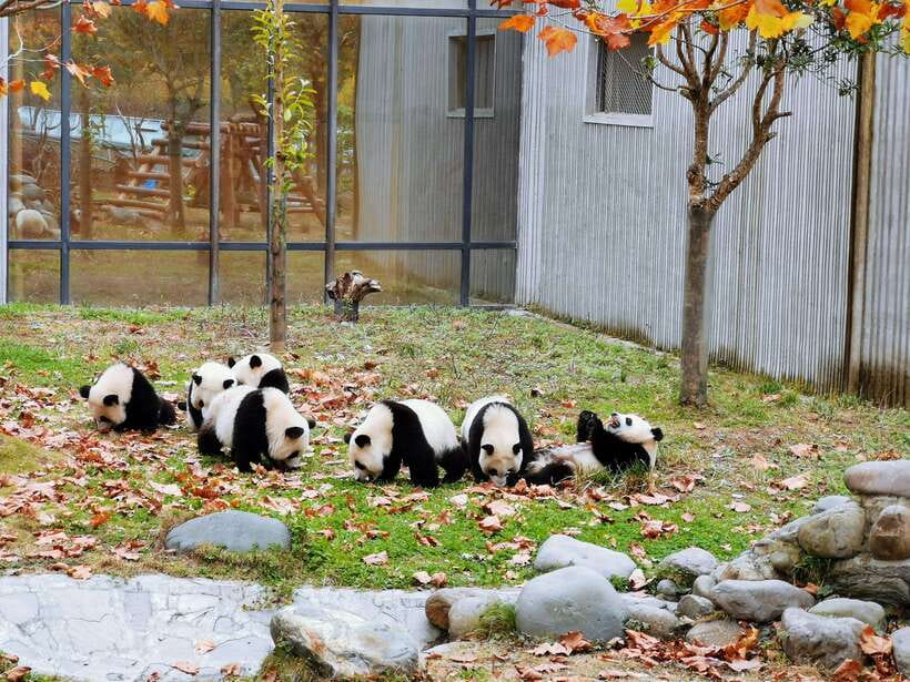 Chengdu: Giant Panda and Leshan Buddha Day Trip - Walking, weather, and who should skip it