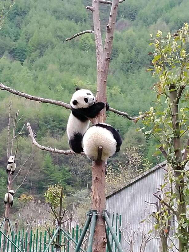Chengdu: Giant Panda and Leshan Buddha Day Trip - Starting at the Panda Research Base