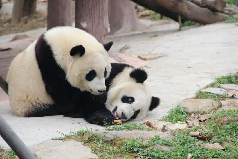 Chengdu: Leshan Buddha Optional Tours w/ Transfer or Guide - What the morning pickup is like