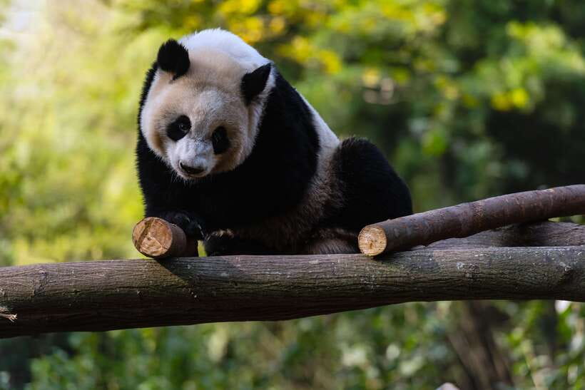 Chengdu: Leshan Buddha Optional Tours w/ Transfer or Guide - Who will enjoy this experience most?