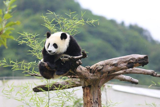 Chengdu: Panda Base Leshan Buddha Tour(or Half Day Panda Base ) - Guides, group pace, and comfort