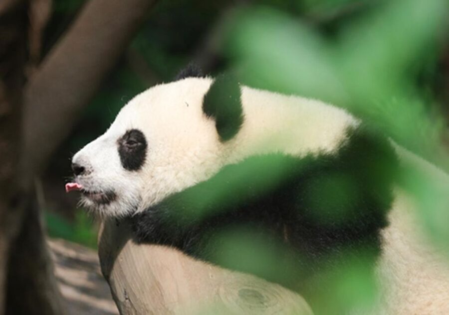 Chengdu panda & Leshan Buddha One Day Private Tour - What the $185 price really covers