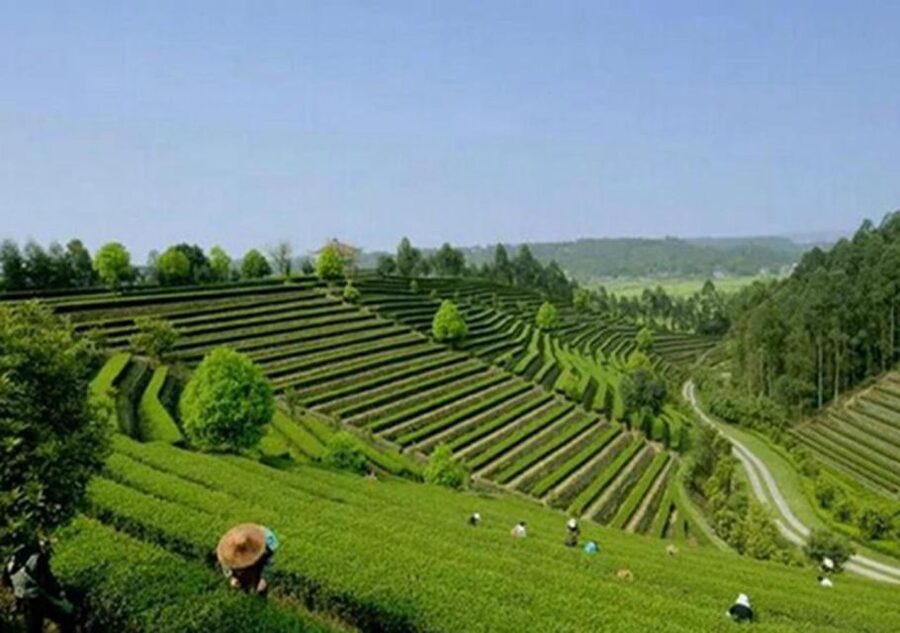 Chengdu panda & Leshan Buddha One Day Private Tour - Should you book it?