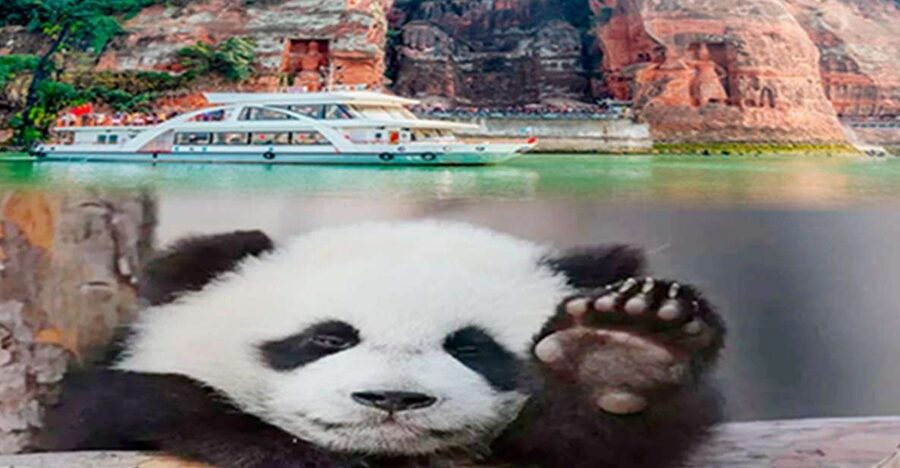 Chengdu panda & Leshan Buddha One Day Private Tour - Starting early at Chengdu Panda Base