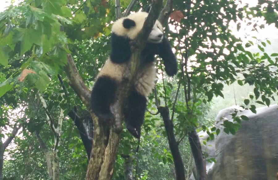Chengdu Private Tour of Leshan Buddha and Panda Base - Why pair pandas with Leshan in one day?