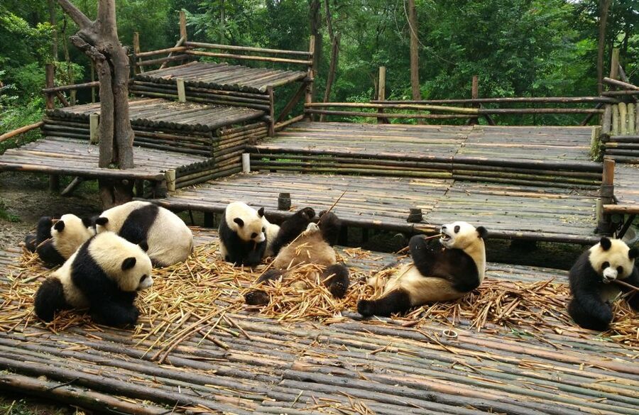 Chengdu Private Tour of Leshan Buddha and Panda Base - Facing the Leshan Giant Buddha
