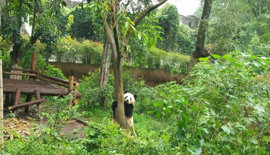 Chengdu Private Tour of Leshan Buddha and Panda Base - What the private format adds