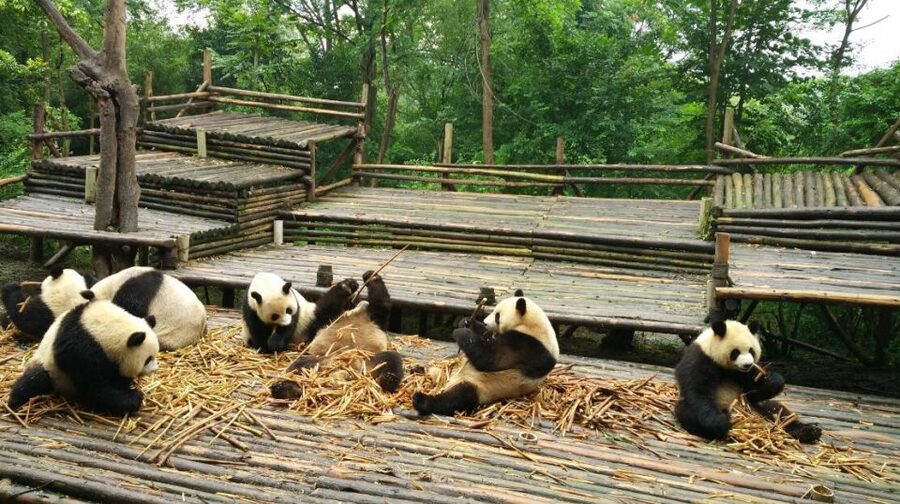 Chengdu Private Tour of Leshan Buddha and Panda Base - Who should book this Chengdu day trip?