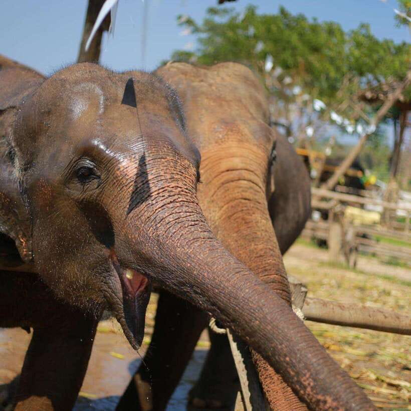 Chiang Mai: Dantewada ,Wat Ban Den Temple & Cafe Elephant - The return to Chiang Mai