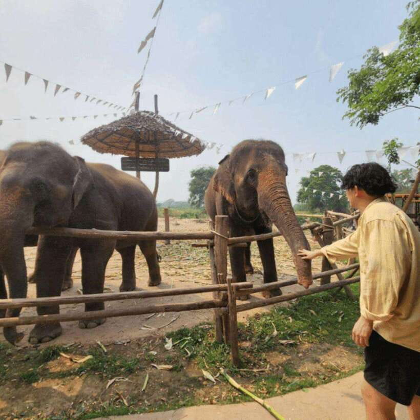 Chiang Mai: Dantewada ,Wat Ban Den Temple & Cafe Elephant - Who should choose this outing