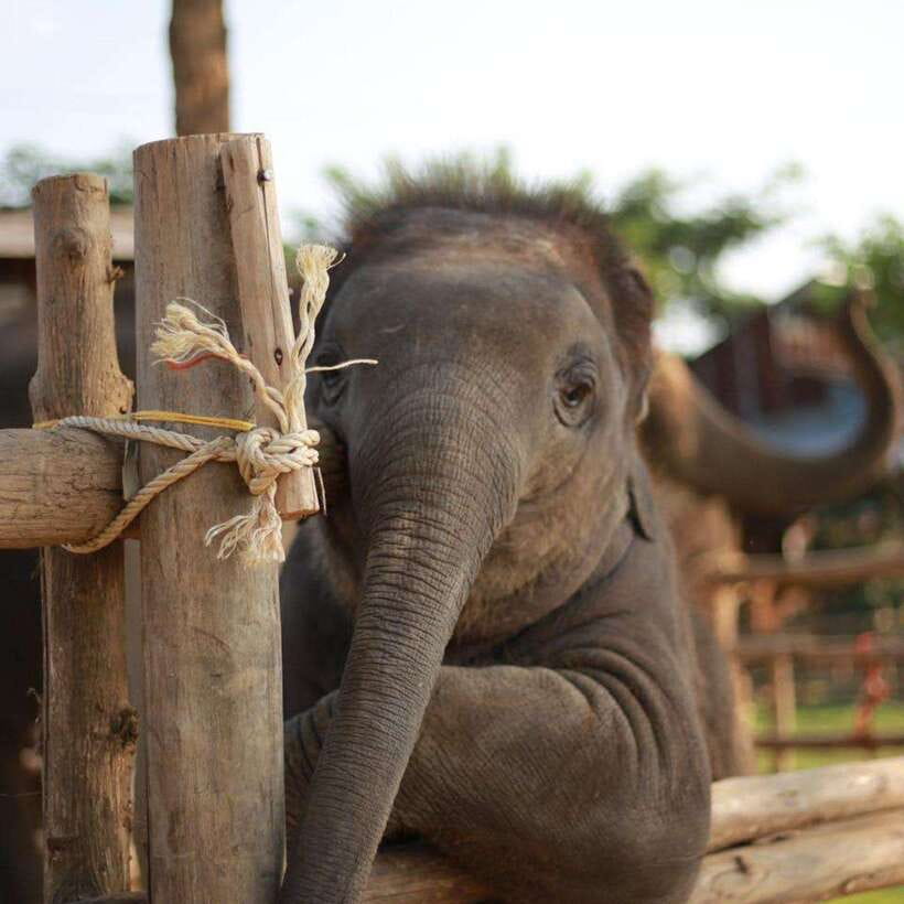 Chiang Mai: Dantewada ,Wat Ban Den Temple & Cafe Elephant - Should you book this Chiang Mai temple and elephant tour?