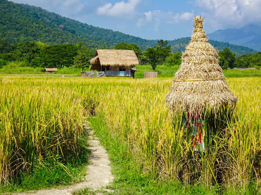 Chiang Mai: Doi Suthep, Wat Pha Lat & Wat Umong Spanish Tour - Warorot Market and the final look at local Chiang Mai