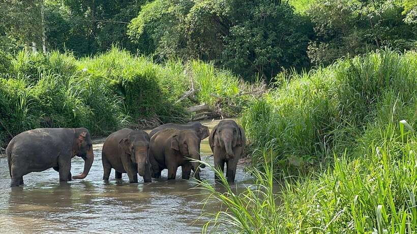 Chiang Mai: Elephant Sanctuary, Monk Trail & Doi Suthep Tour - Doi Suthep, Chiang Mai’s essential temple