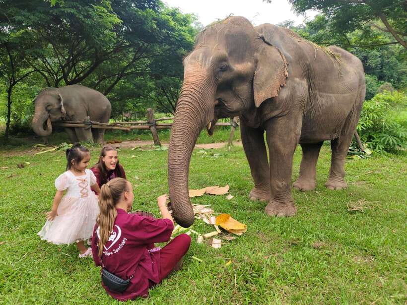 Chiang Mai: Elephants, Sticky Waterfalls, Market and Temple - A full day beyond Chiang Mai