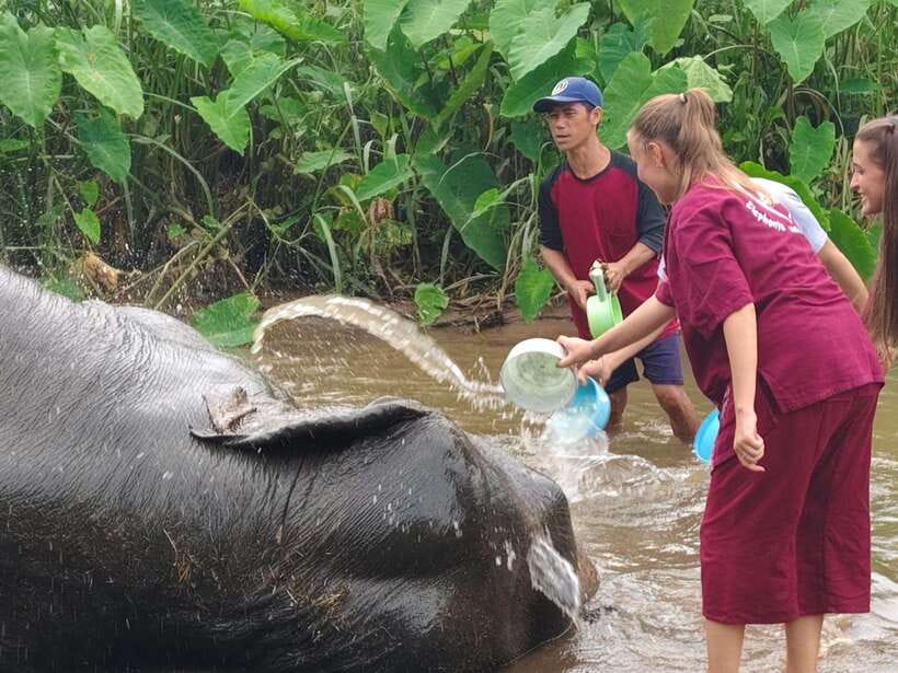 Chiang Mai: Elephants, Sticky Waterfalls, Market and Temple - Starting at a rural market