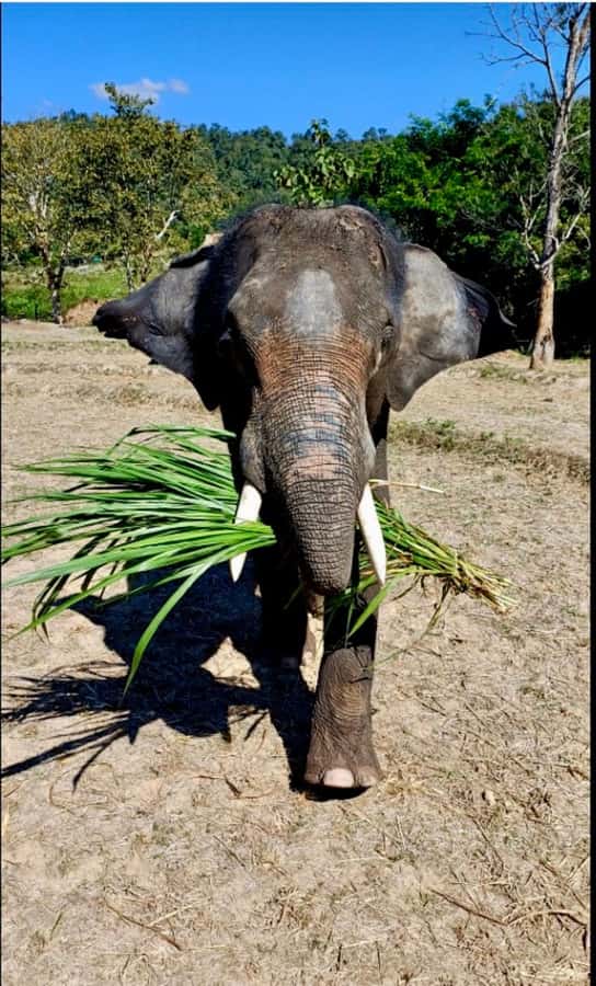Chiang Mai: Two-day Temple of Elephants Sanctuary Tour - Trekking through waterfalls and jungle plants