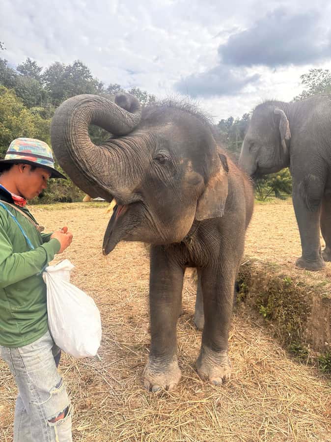 Chiang Mai: Two-day Temple of Elephants Sanctuary Tour - An overnight stay beside a waterfall