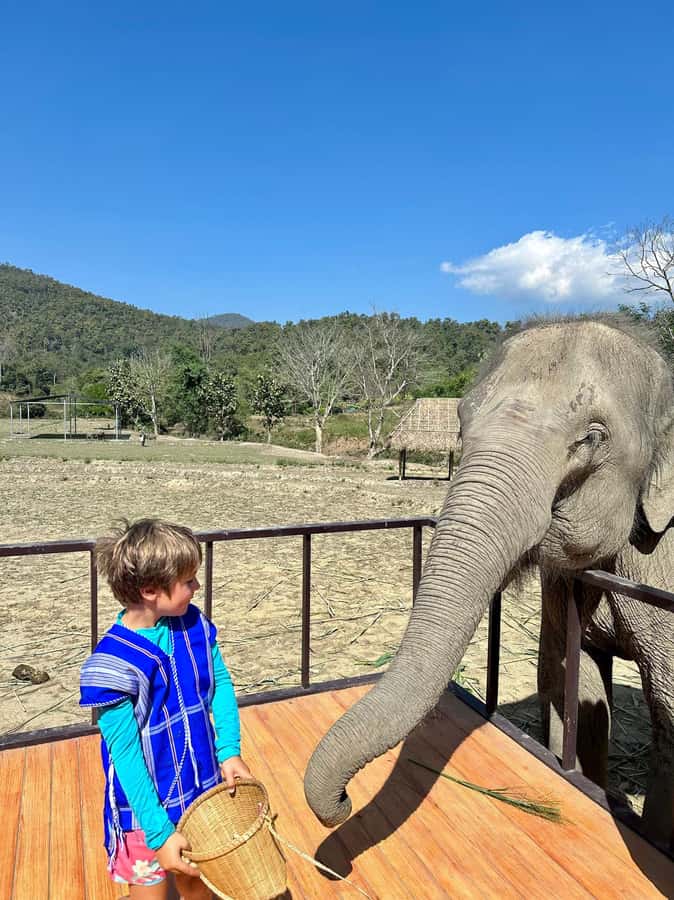 Chiang Mai: Two-day Temple of Elephants Sanctuary Tour - What the $118 price covers