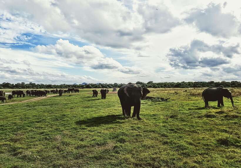 Colombo/Negombo: Sigiriya, Dambulla, and Minneriya Safari - Small details that make the day easier