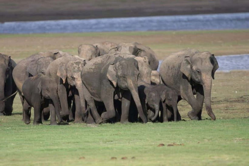 Colombo: Sigiriya, Dambulla Caves, & Wildlife Day Tour - The guide can make or break the day