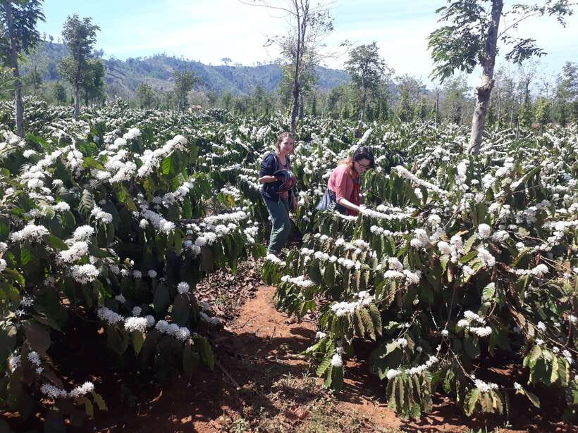 Dalat Countryside Motorbike Day Tour–Coffee Farms & Pagodas - Why a motorcycle is the right way to see Da Lat’s countryside