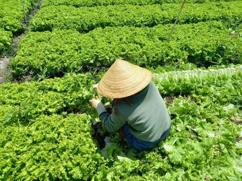 Dalat Countryside Motorbike Day Tour–Coffee Farms & Pagodas - Meeting the K’ho community