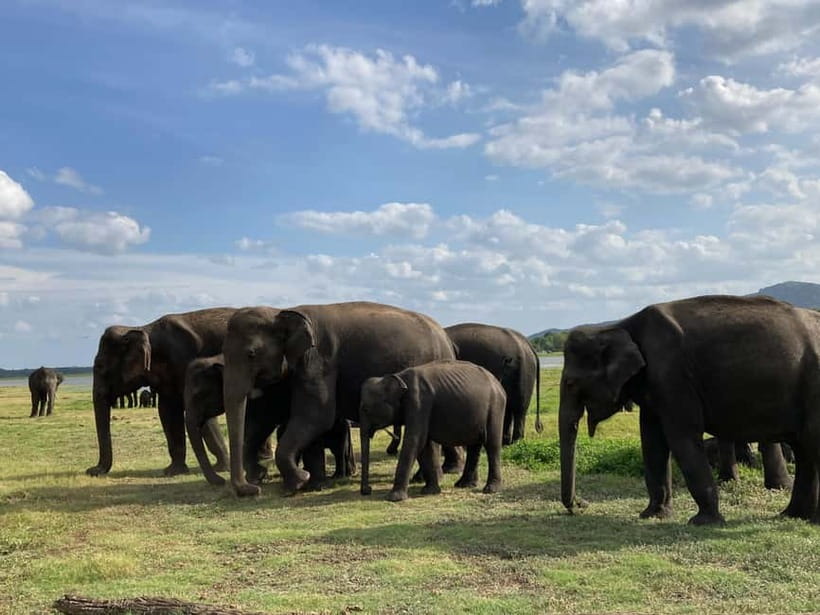 Dambulla/Sigiriya: Polonnaruwa & Minneriya Park Jeep Safari - The Real Cost of a $88 Day