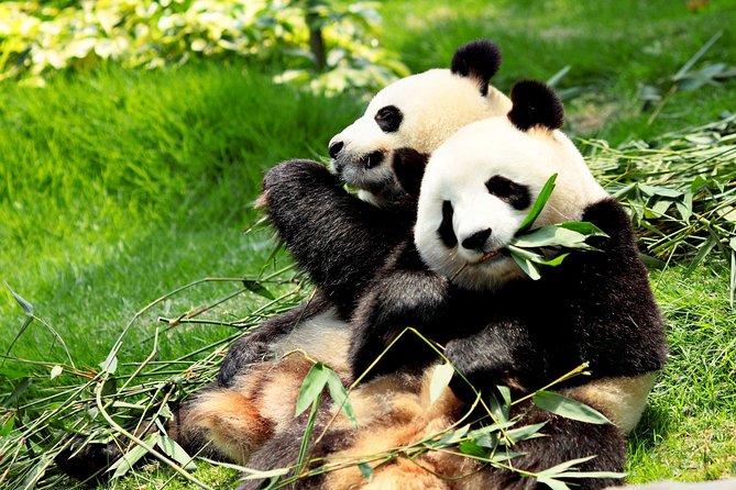 Day Tour: Chengdu Panda Breeding Base and Leshan Giant Buddha - Key points to know before booking