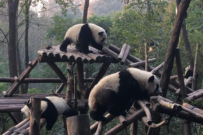 Day Tour: Chengdu Panda Breeding Base and Leshan Giant Buddha - Why this Chengdu and Leshan pairing works