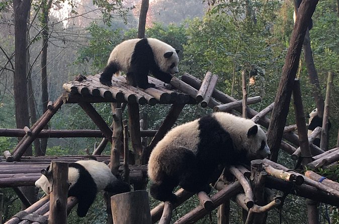 Day Tour: Chengdu Panda Breeding Base and Leshan Giant Buddha - The evening return and optional Sichuan Opera