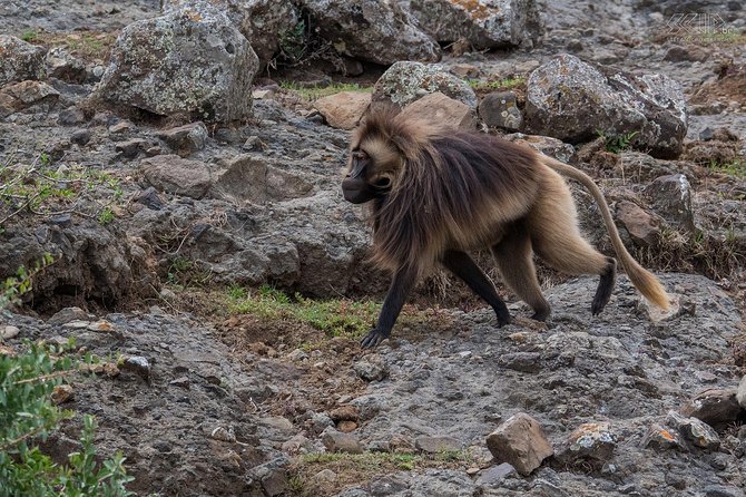 Day Trip From Addis Ababa See Historical Monastery,Stunning Nature,Animals,Birds - Debre Libanos, a monastery with a dramatic setting