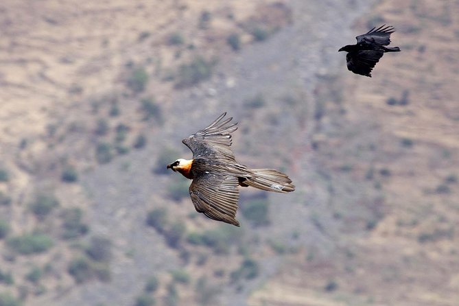 Day Trip From Addis Ababa See Historical Monastery,Stunning Nature,Animals,Birds - Who will enjoy this day most