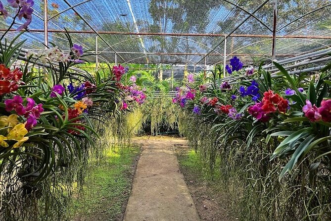 Doi Suthep Temple, Pha Lat Temple, Sticky Waterfall, Orchid farm - Bua Thong Sticky Waterfall