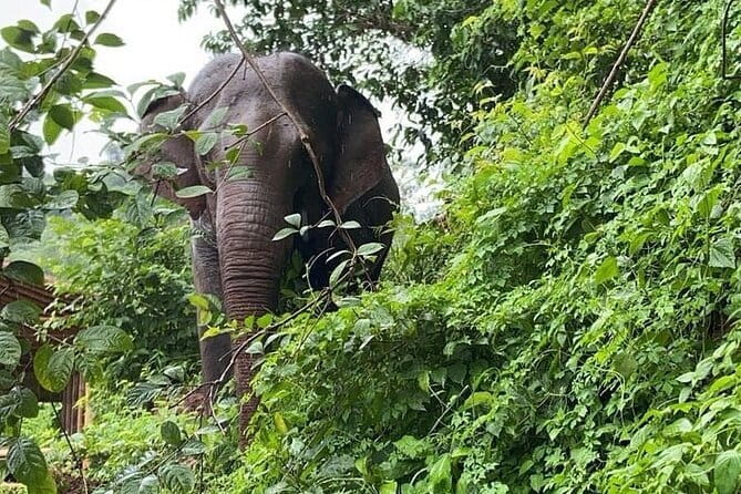 Elephant Sanctuary, Wat Ban Den & Sticky Waterfall - Key points to know before booking