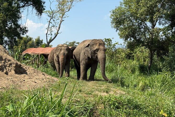 Elephant Sanctuary, Wat Ban Den & Sticky Waterfall - Meeting rescued elephants at Pang Maidaeng