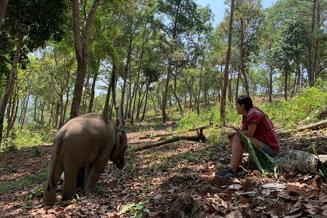 Elephant Sanctuary, Wat Ban Den & Sticky Waterfall - Climbing Bua Tong, Chiang Mai’s Sticky Waterfall