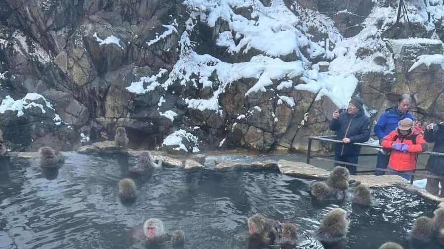 F: Tokyo:Nagano snow monkey/Zenko Ji temple private day tour - Why the snow monkeys are the main event