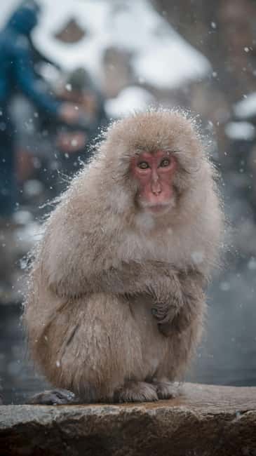 F: Tokyo:Nagano snow monkey/Zenko Ji temple private day tour - Exploring Jigokudani Monkey Park