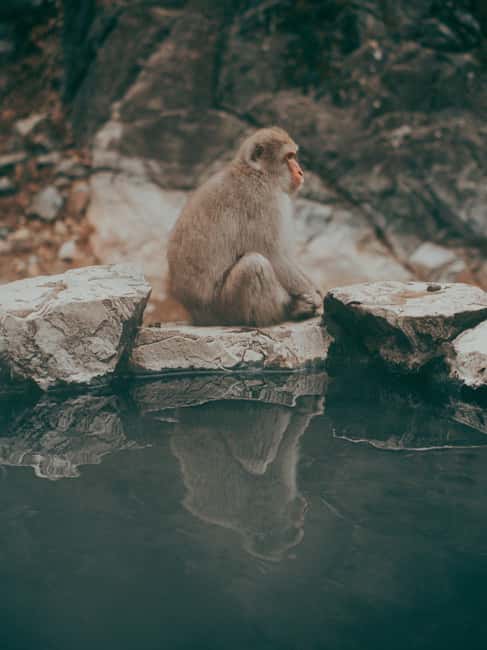 F: Tokyo:Nagano snow monkey/Zenko Ji temple private day tour - A long private ride from Tokyo or Nagano