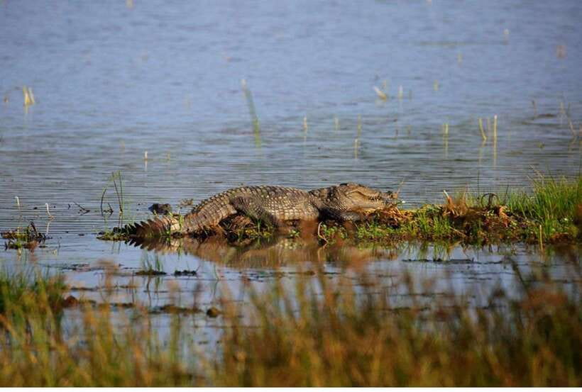 From Anuradhapura: All Inclusive Full Day Safari at Wilpattu - What You Might See Along the Tracks